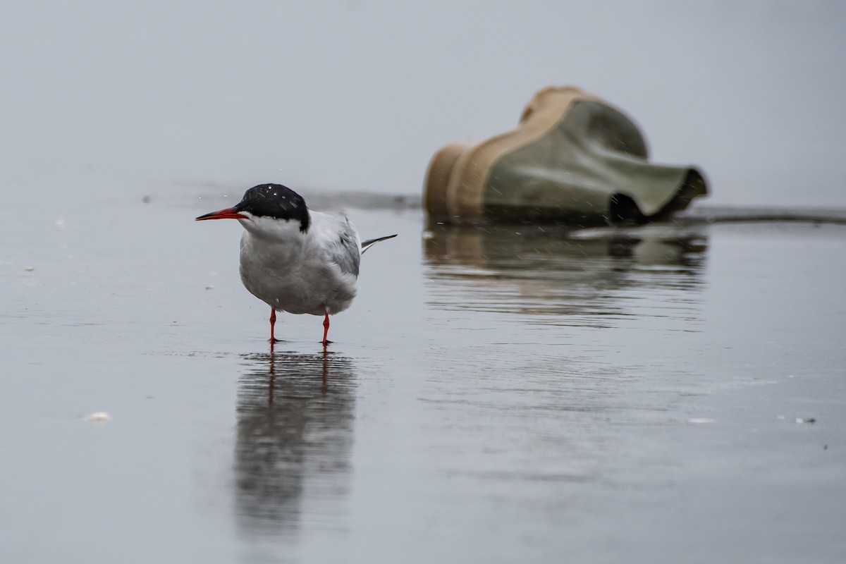 Common Tern - Brandon Lloyd