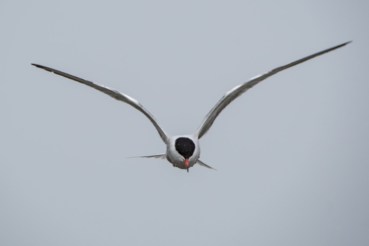 Common Tern - Brandon Lloyd