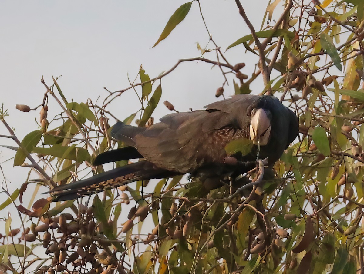 Red-tailed Black-Cockatoo - Constance Vigno