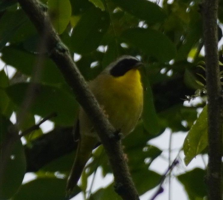 Common Yellowthroat - John McCallister