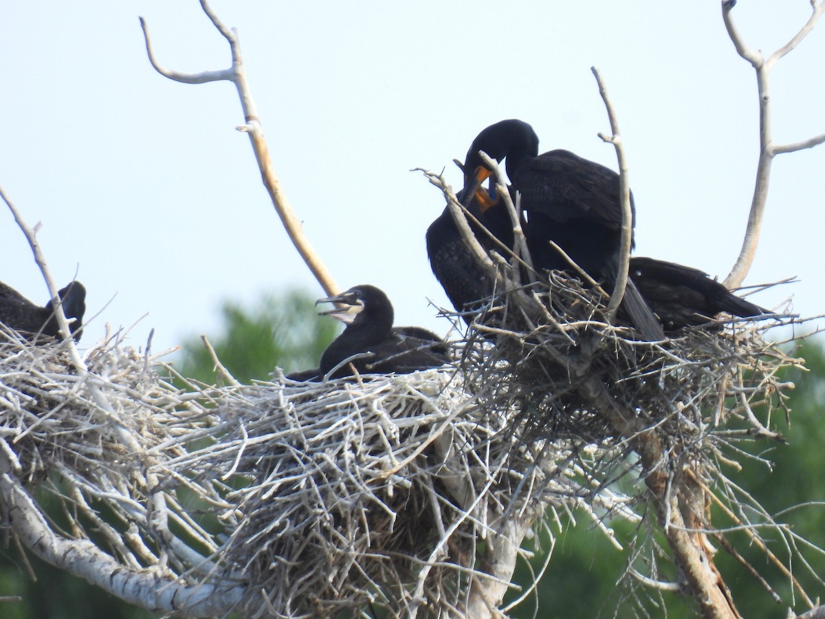 Double-crested Cormorant - ML619586796