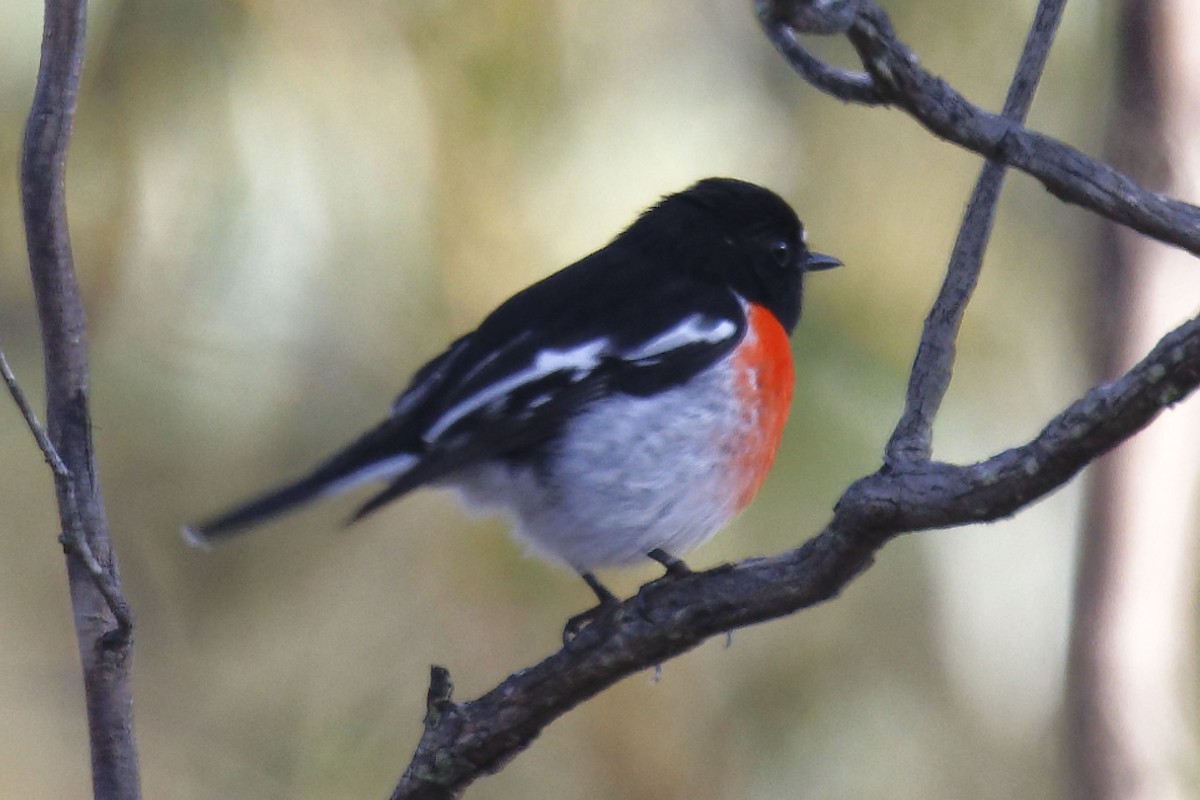 Scarlet Robin - Paul Barden