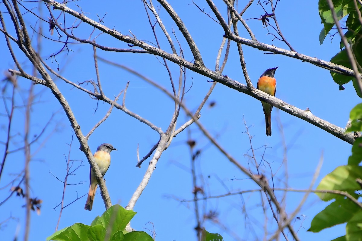 Small Minivet - Eileen Gibney