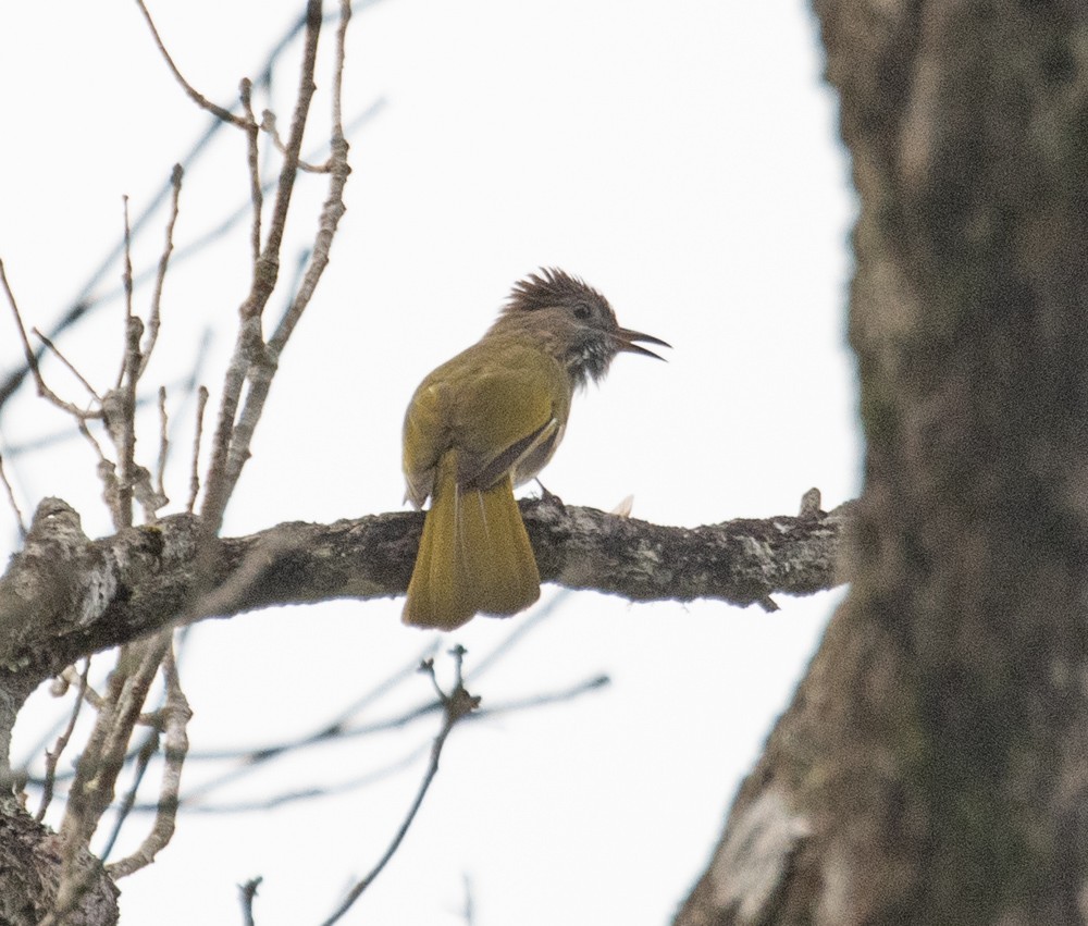 Mountain Bulbul - Lindy Fung