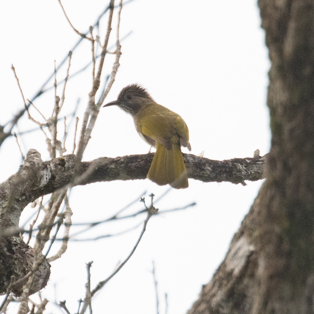 Mountain Bulbul - Lindy Fung