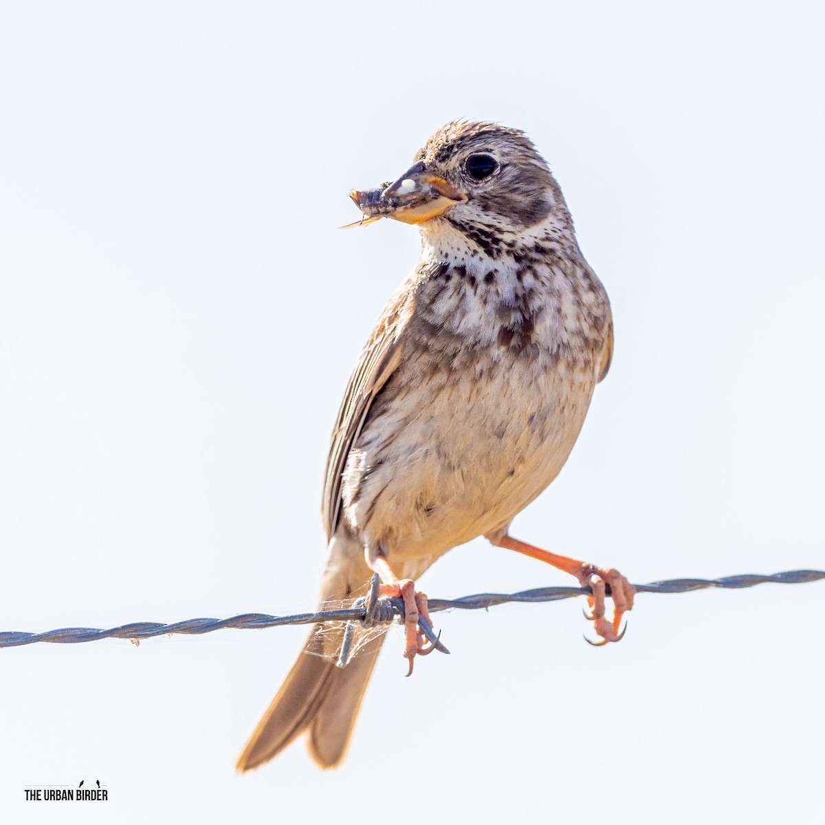 Corn Bunting - The Urban Birder