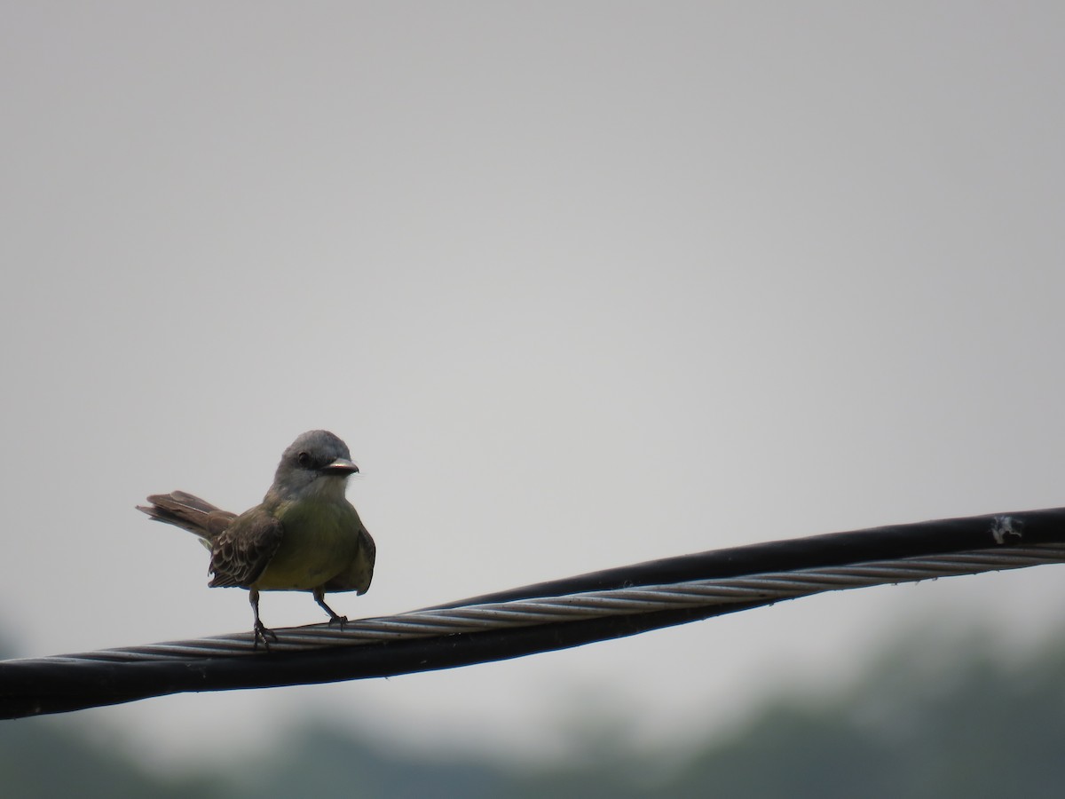 Tropical Kingbird - ML619586813