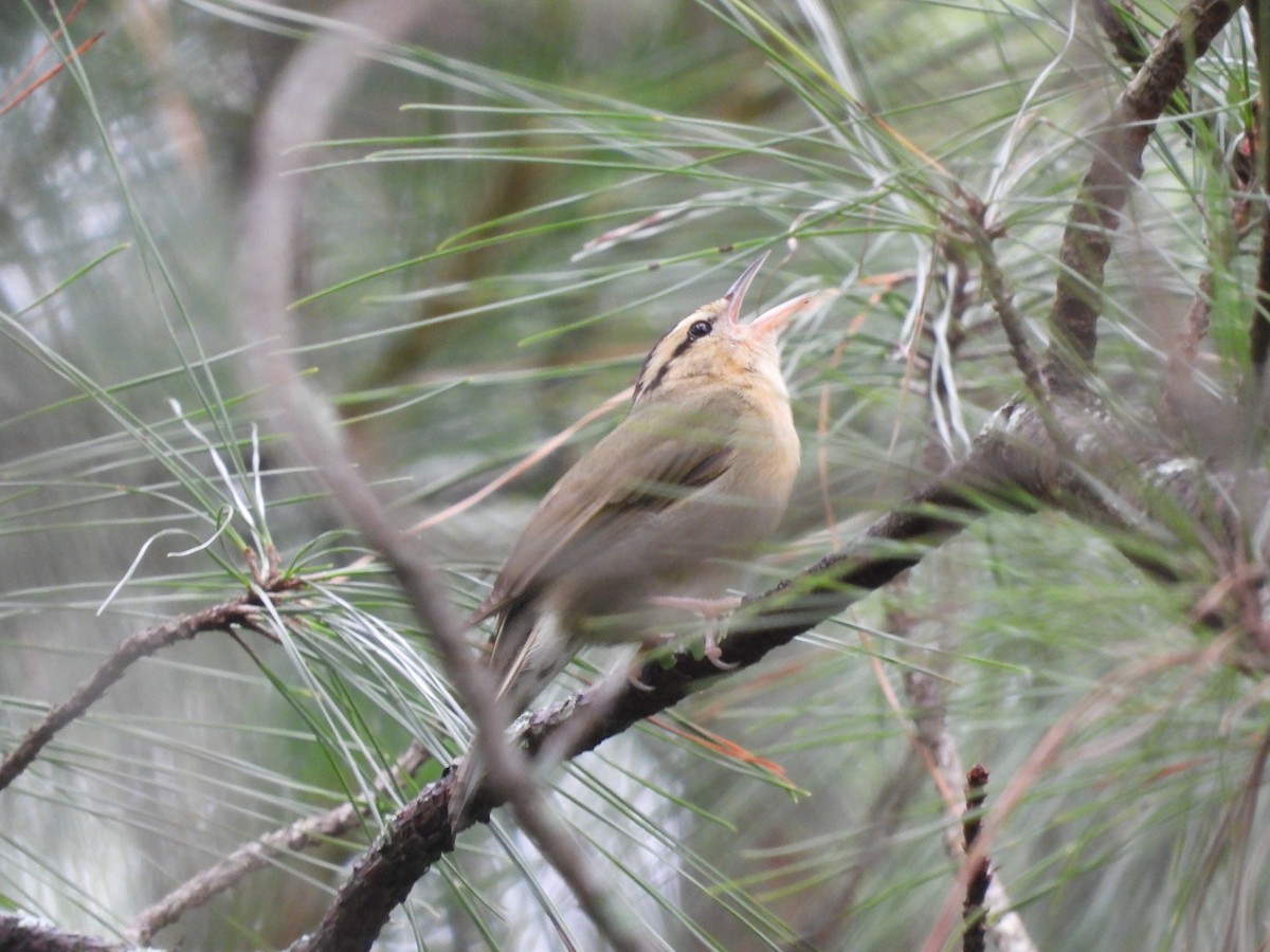 Worm-eating Warbler - Evan Miller