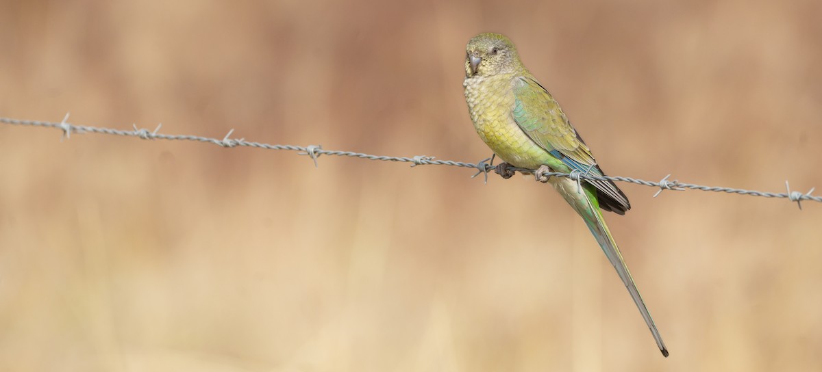 Red-rumped Parrot - Ben Milbourne