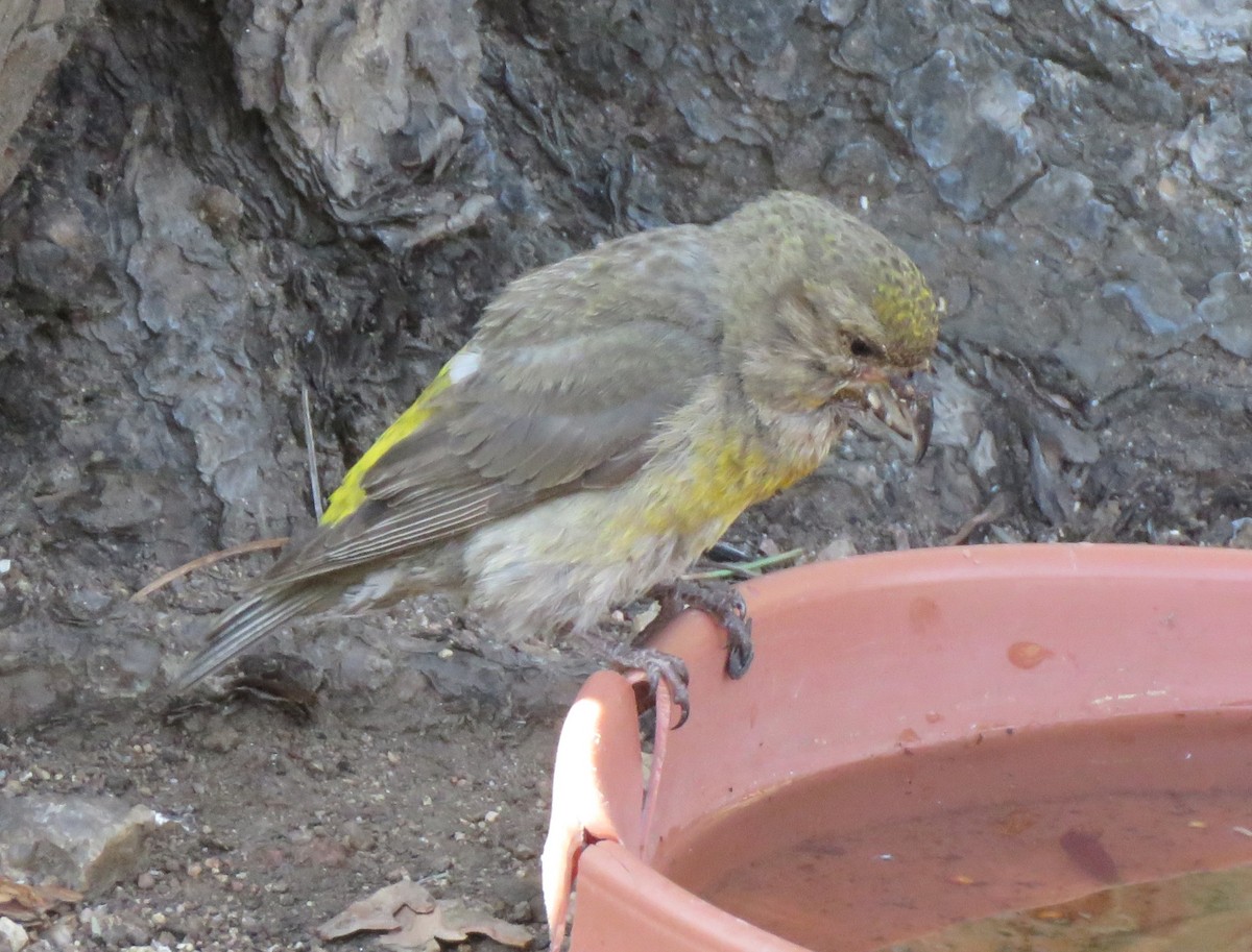 Red Crossbill - James Nelson