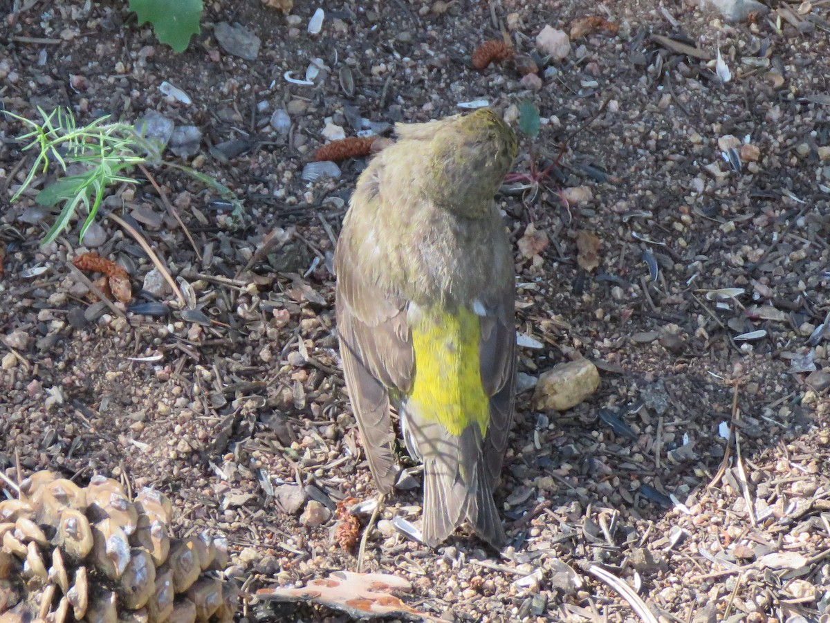 Red Crossbill - James Nelson