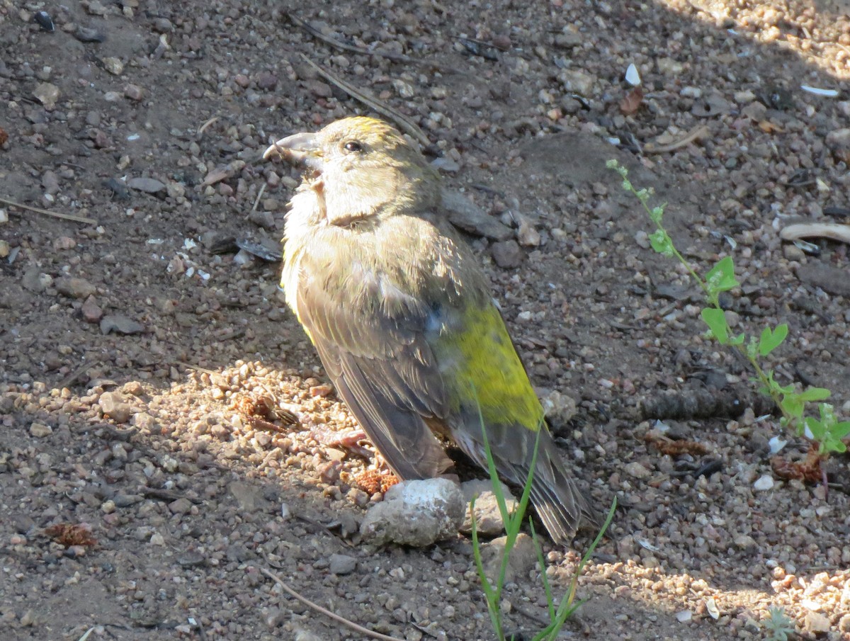 Red Crossbill - James Nelson