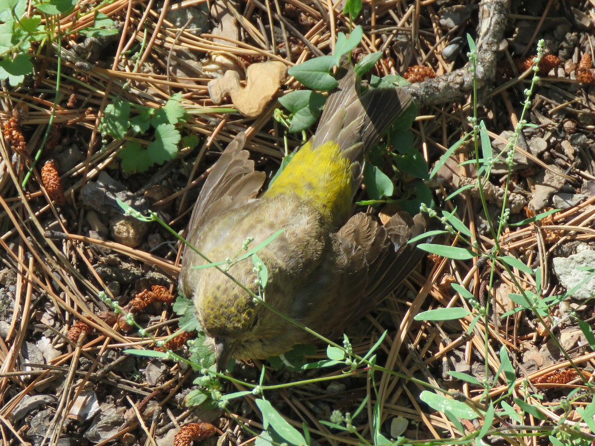 Red Crossbill - James Nelson