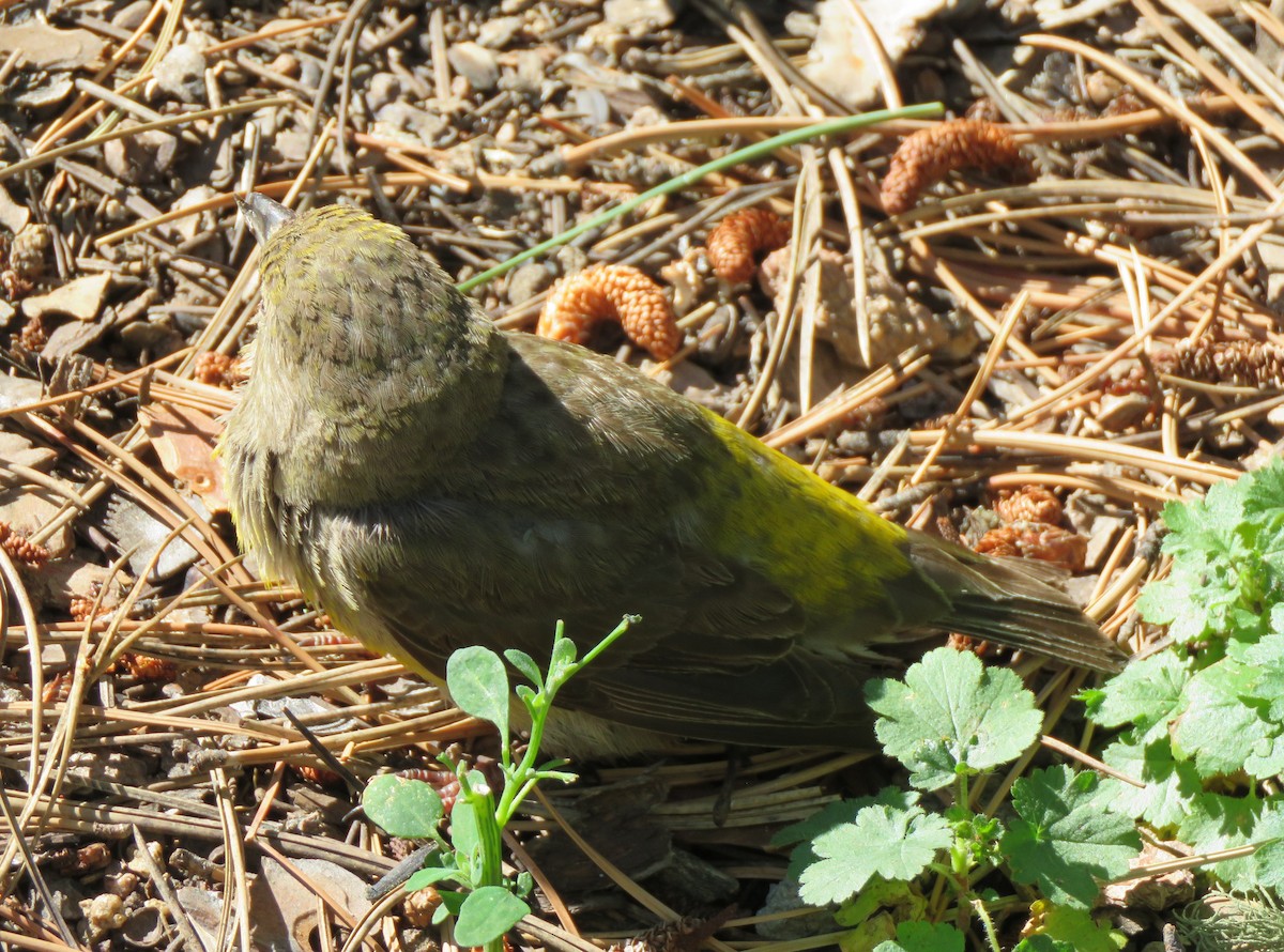 Red Crossbill - James Nelson