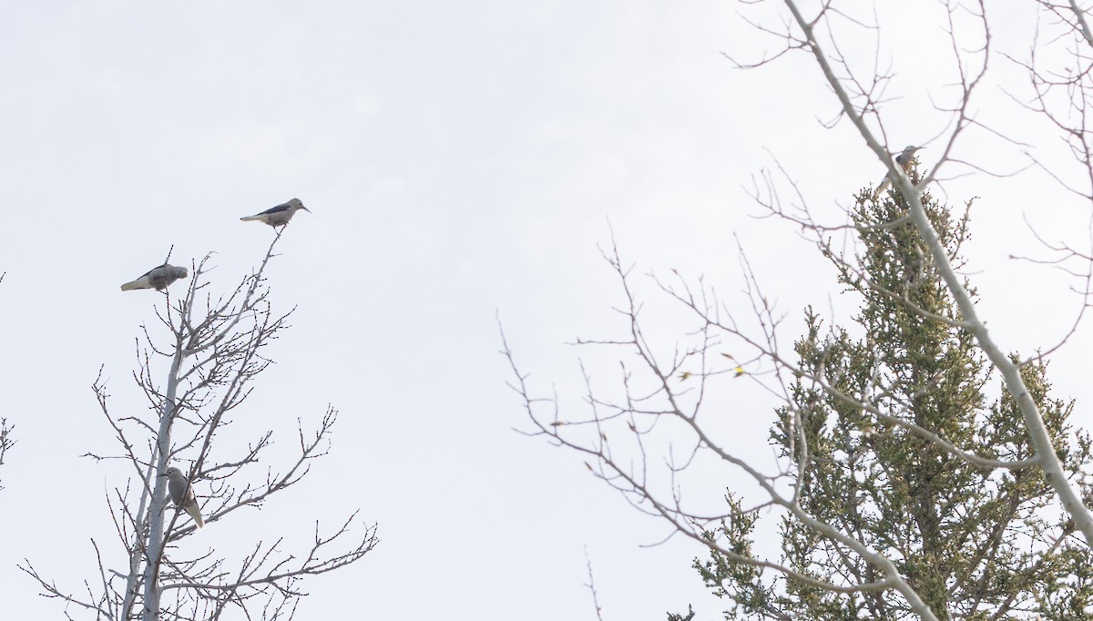 Clark's Nutcracker - ML619586831