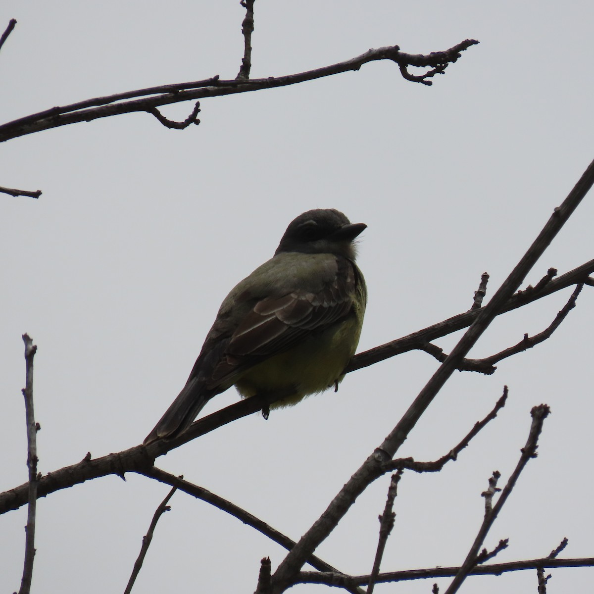 Cassin's Kingbird - Brian Nothhelfer