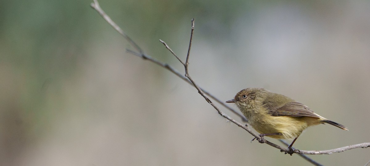 Buff-rumped Thornbill - Ben Milbourne