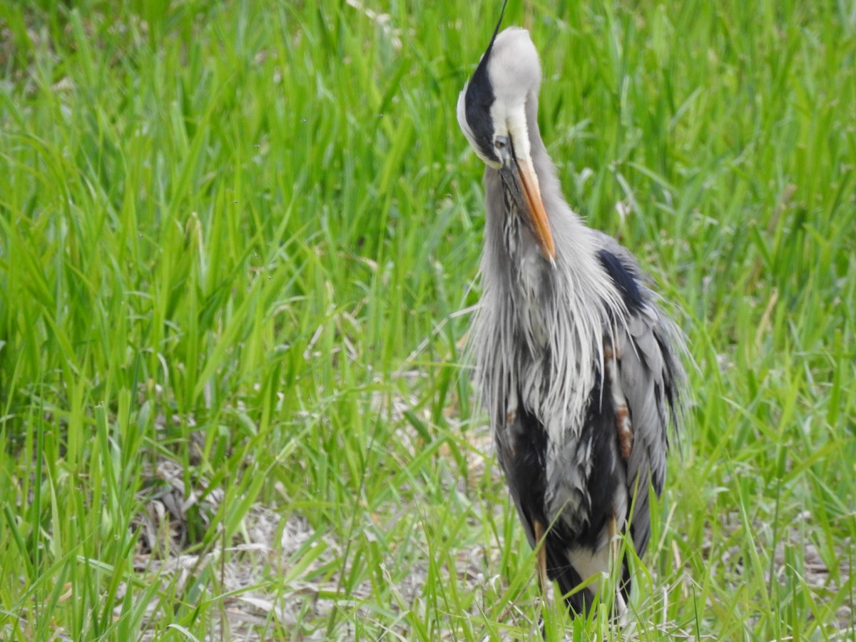 Great Blue Heron - Doug Mongerson