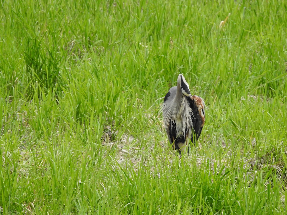 Great Blue Heron - Doug Mongerson