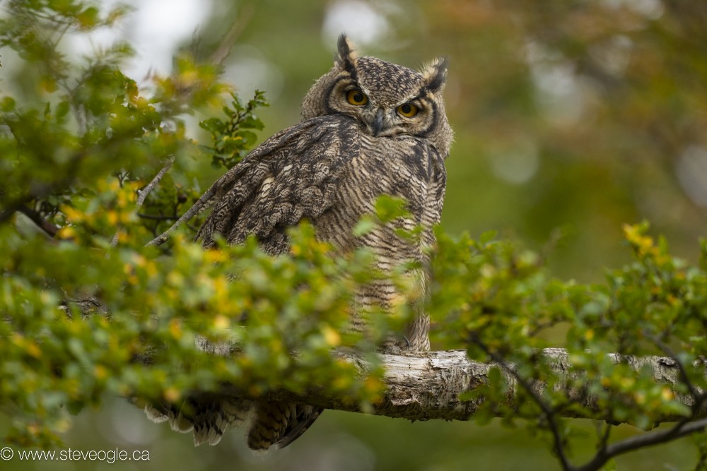 Lesser Horned Owl - Steve Ogle