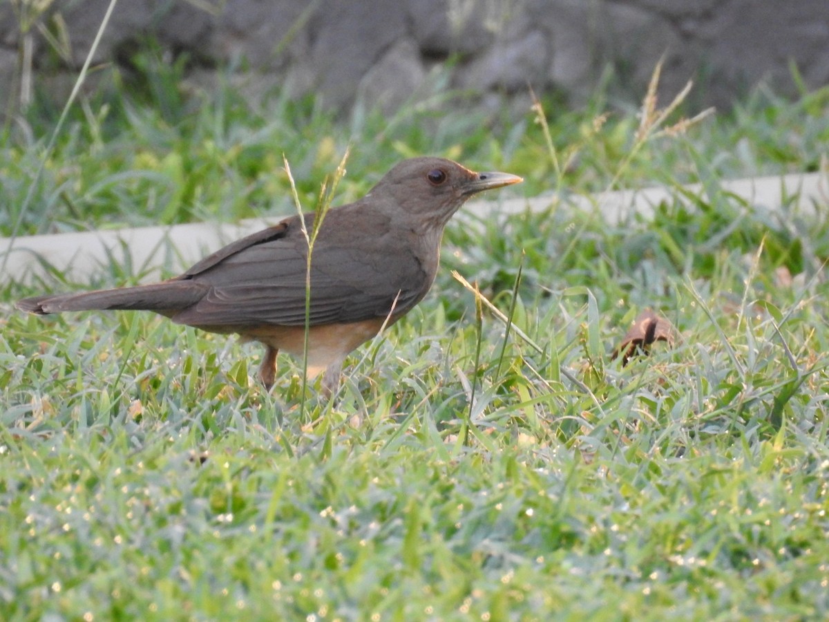 Clay-colored Thrush - Maria Elena Vergara