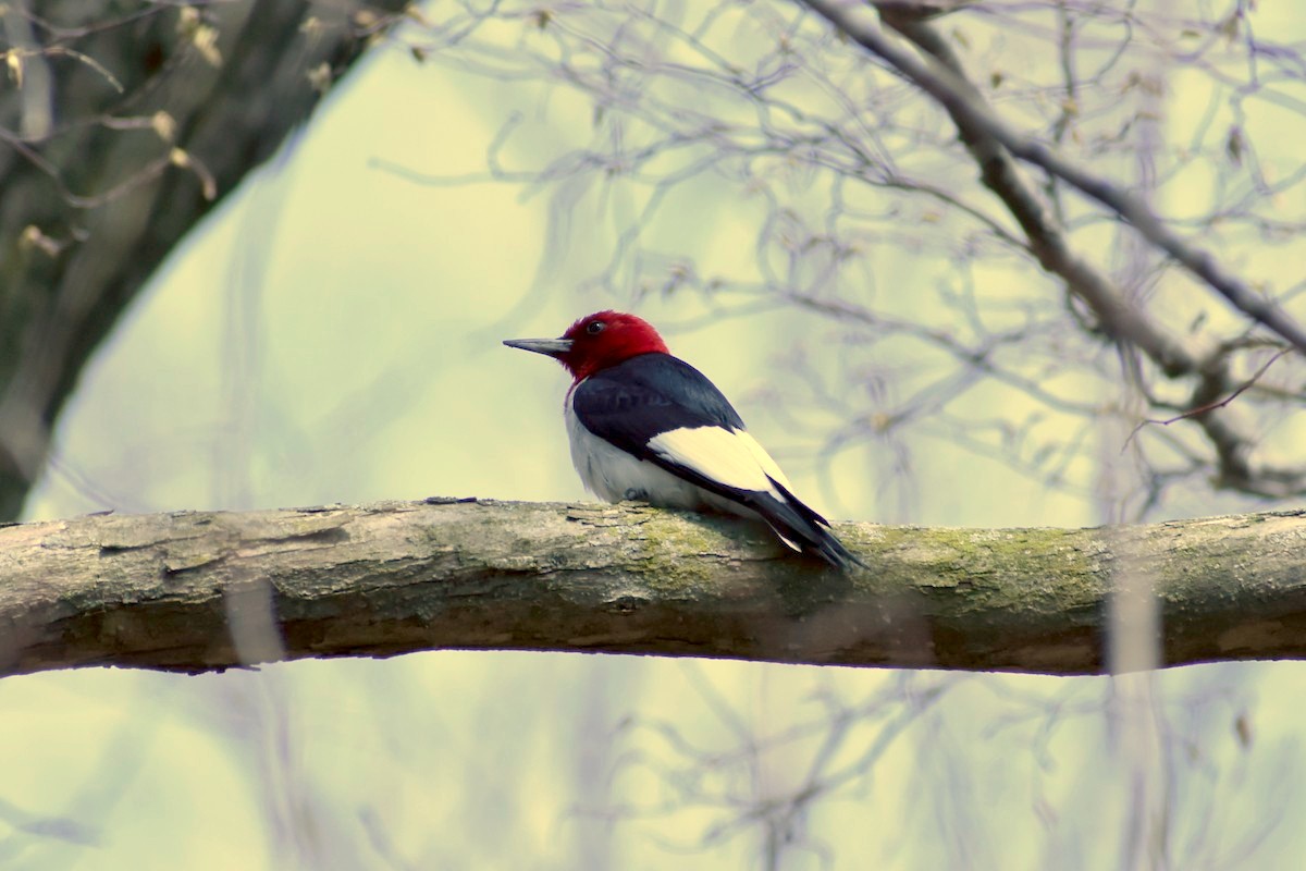 Red-headed Woodpecker - Finn O’Brien