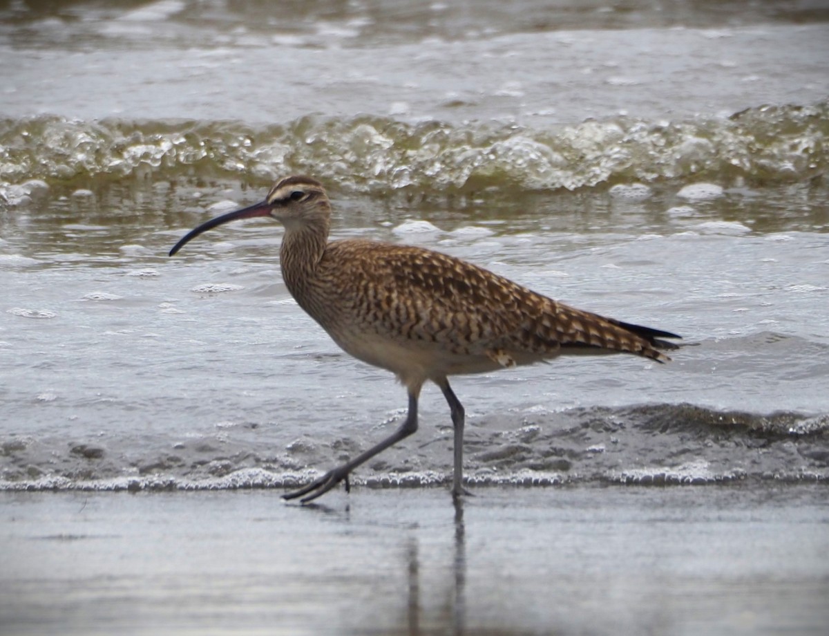 Whimbrel - Dick Cartwright