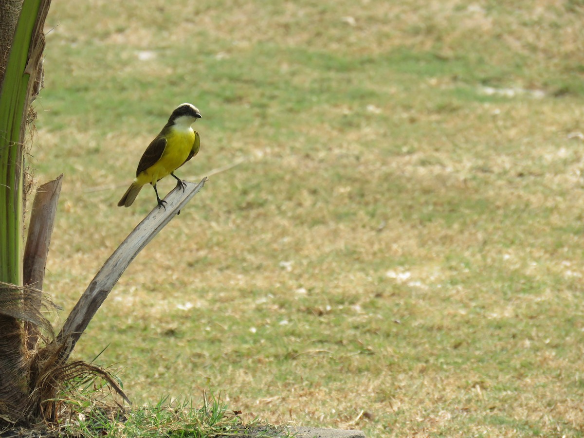 Social Flycatcher - Sam Holcomb