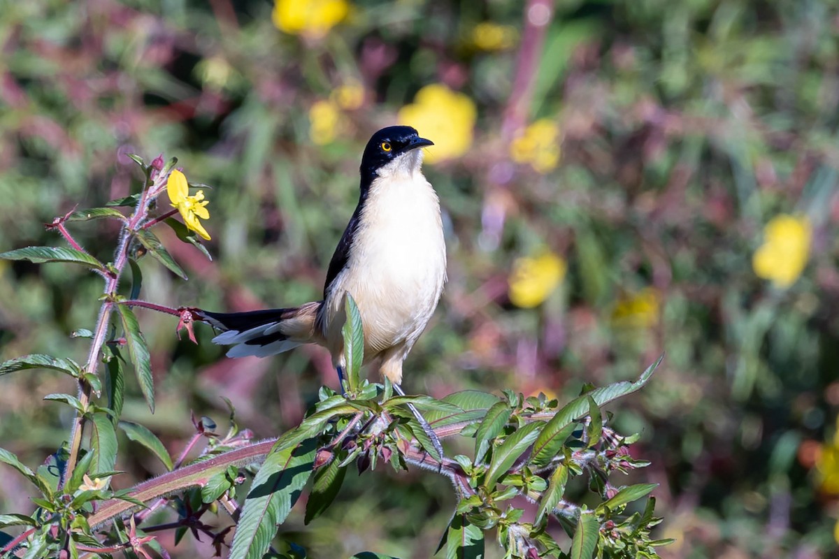 Black-capped Donacobius - Fernando Calmon