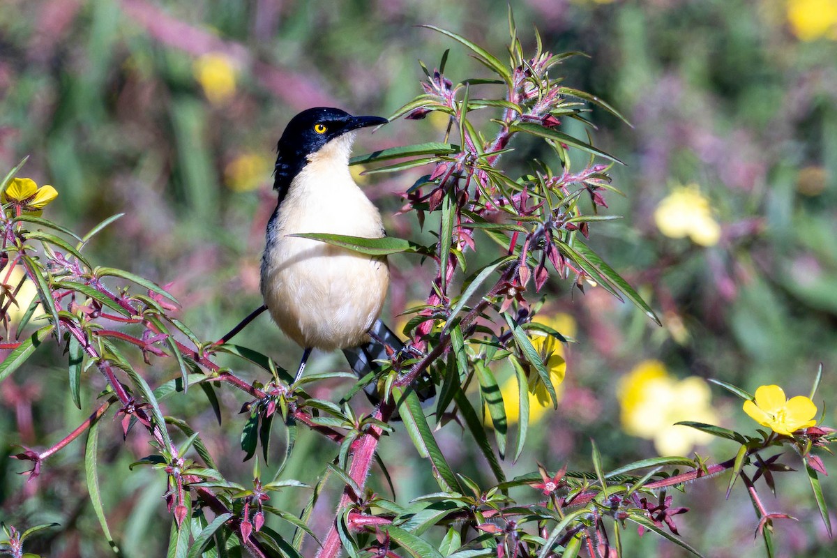 Black-capped Donacobius - Fernando Calmon