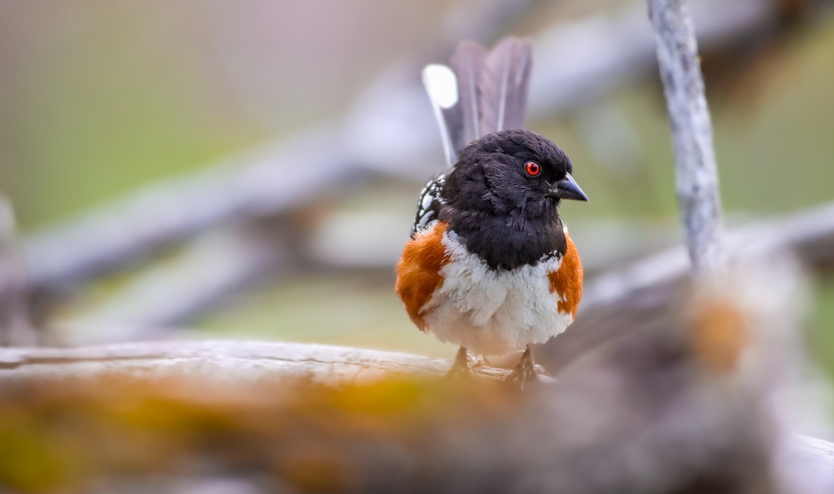 Spotted Towhee (maculatus Group) - Andrew Thomas 🦅🪶