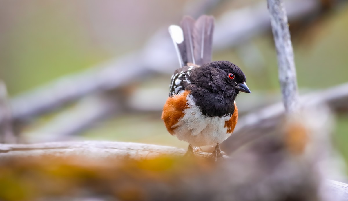 Spotted Towhee (maculatus Group) - Andrew Thomas 🦅🪶