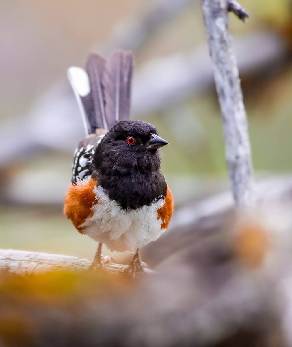 Spotted Towhee (maculatus Group) - ML619586858