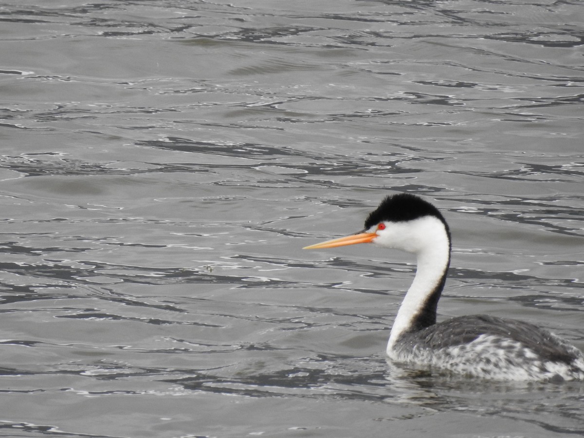 Clark's Grebe - ML619586866