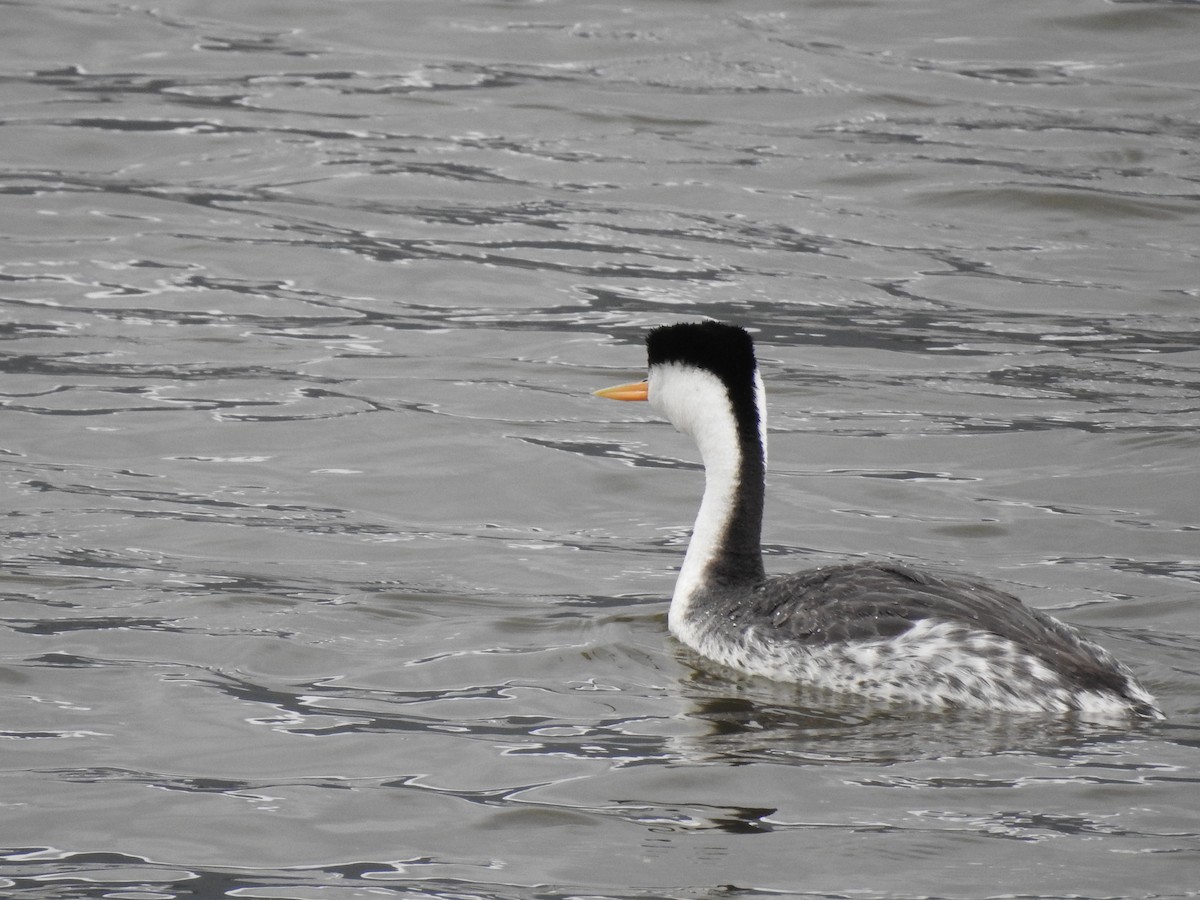 Clark's Grebe - ML619586868