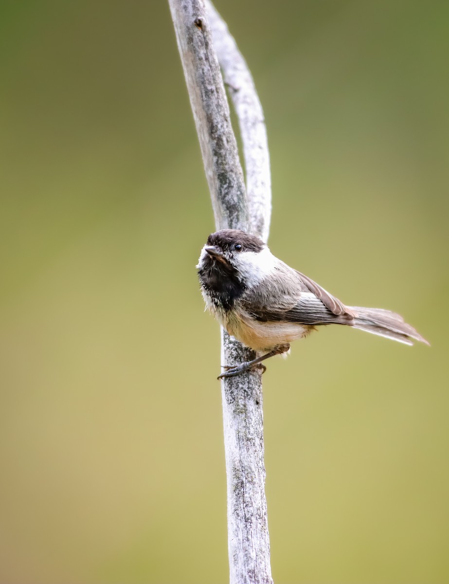 Black-capped Chickadee - Andrew Thomas 🦅🪶