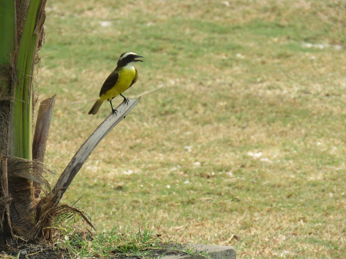 Social Flycatcher - Sam Holcomb