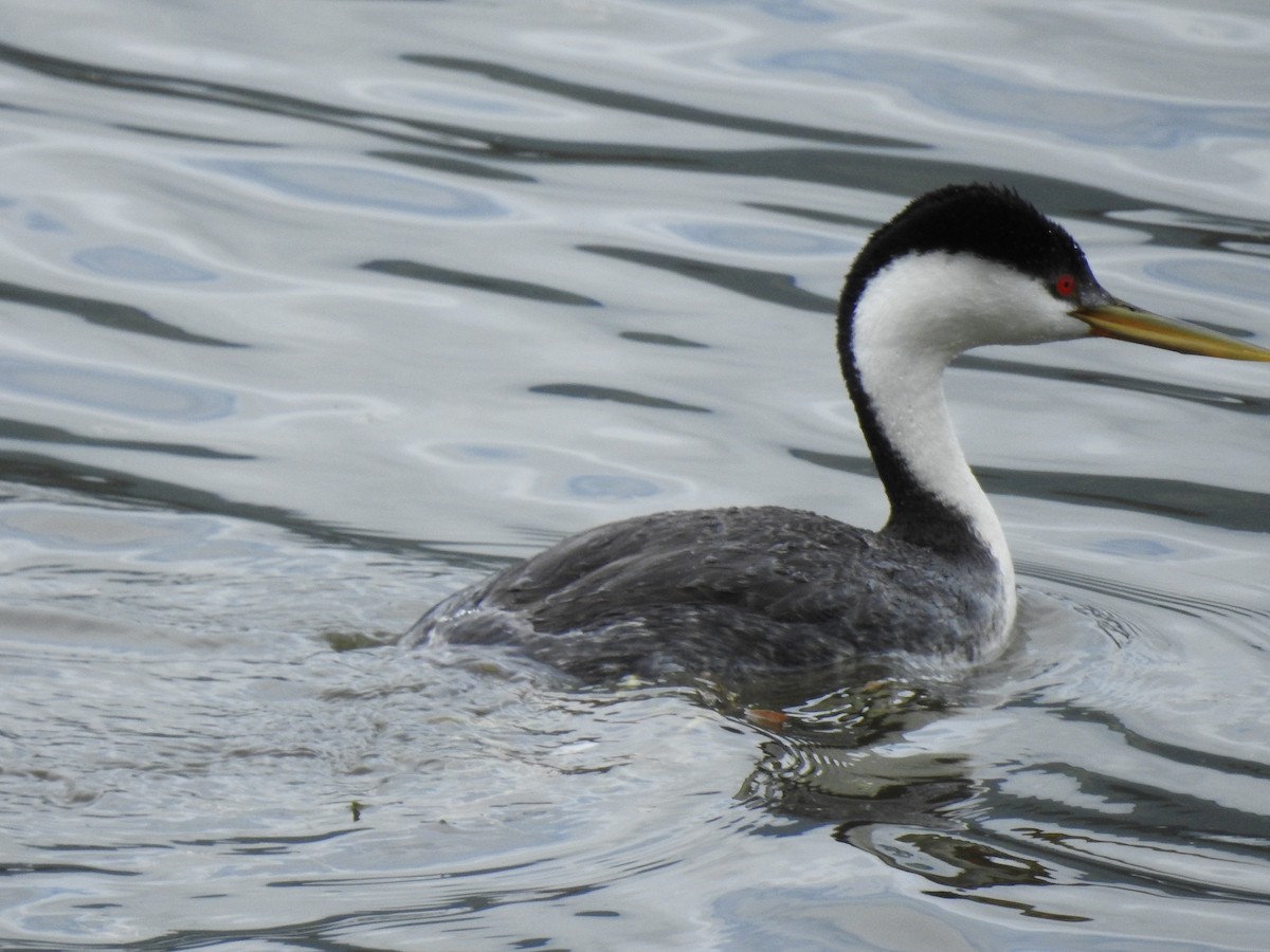 Western Grebe - ML619586880