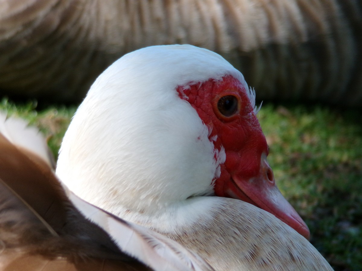 Muscovy Duck (Domestic type) - Ross Rabkin