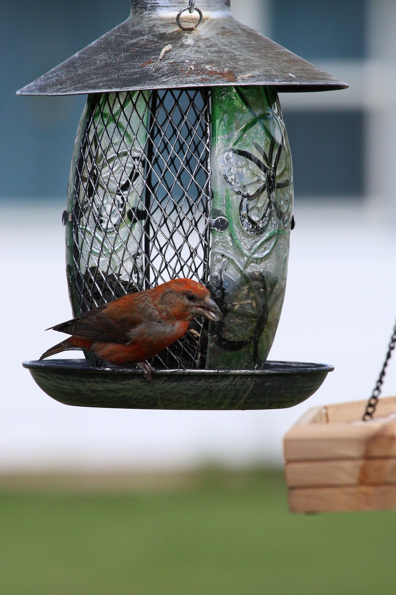 Red Crossbill - Vanessa Hastings