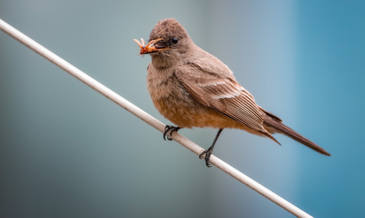 Say's Phoebe - Andrew Thomas 🦅🪶