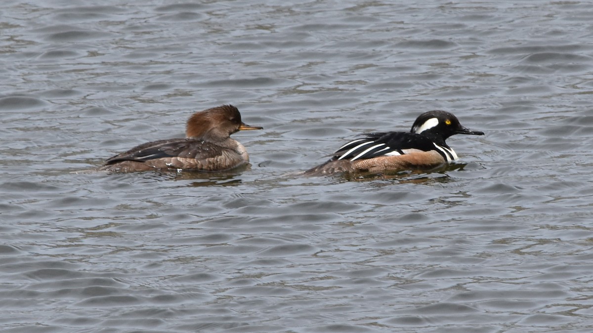 Hooded Merganser - Marty Hoag