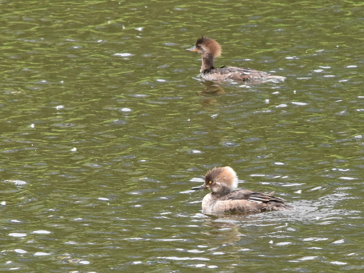 Hooded Merganser - Marty Hoag