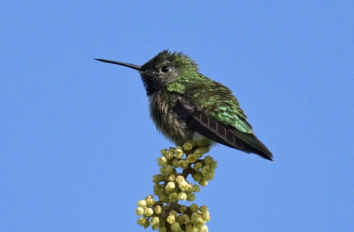 Broad-tailed Hummingbird - Laurie Kleespies