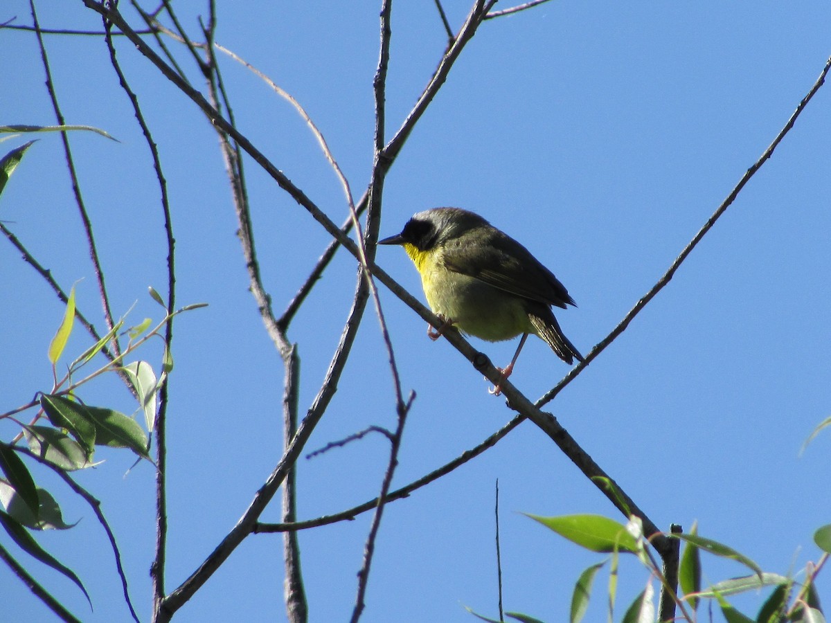 Common Yellowthroat - Aditya Bhaskar