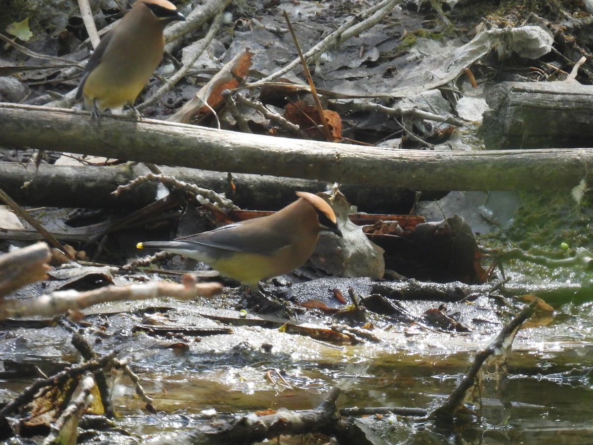 Cedar Waxwing - ML619586904