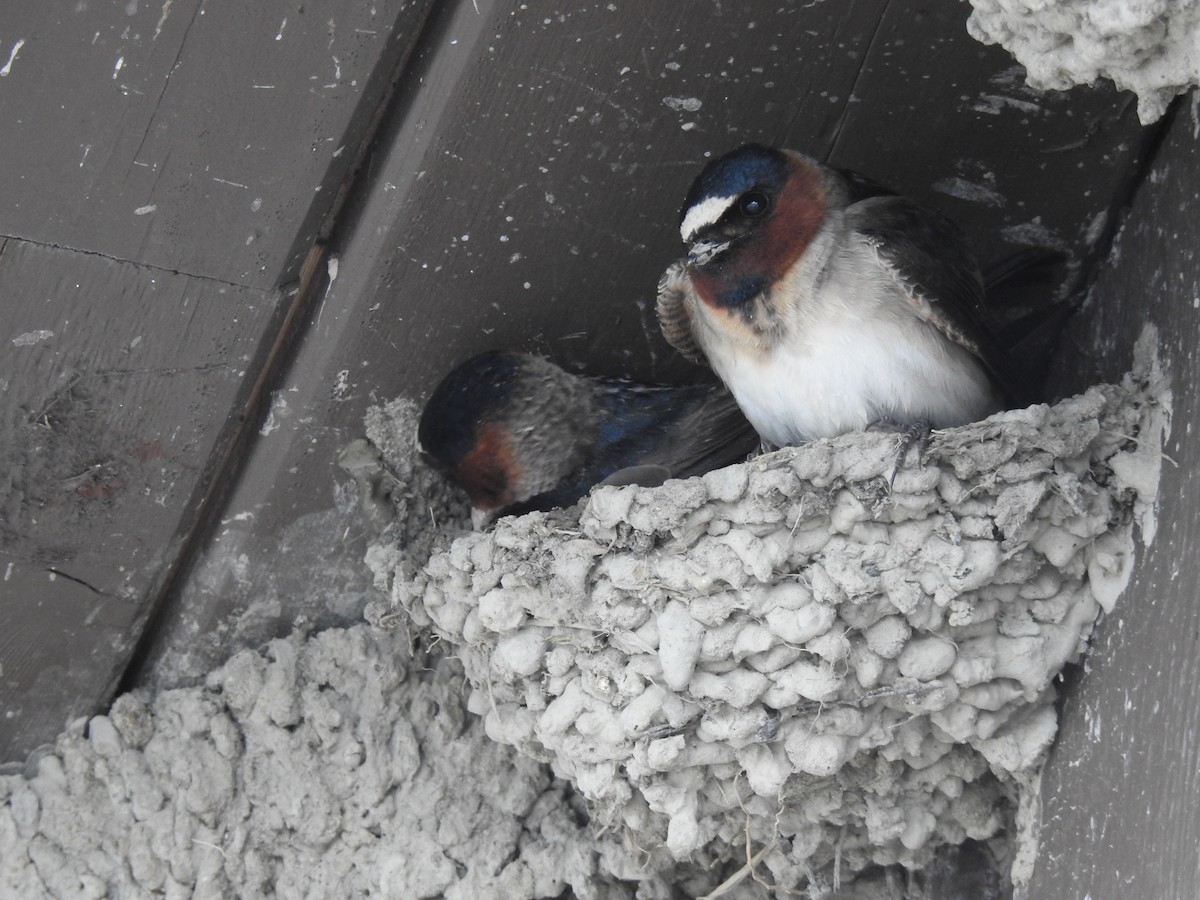 Cliff Swallow - ML619586906