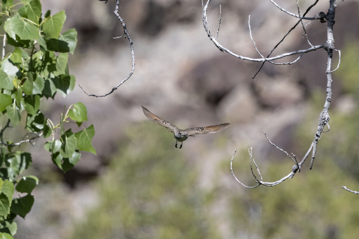 Ash-throated Flycatcher - ML619586908