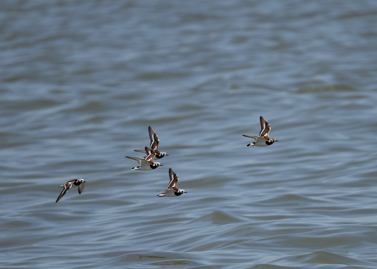 Ruddy Turnstone - Sheila and Ed Bremer