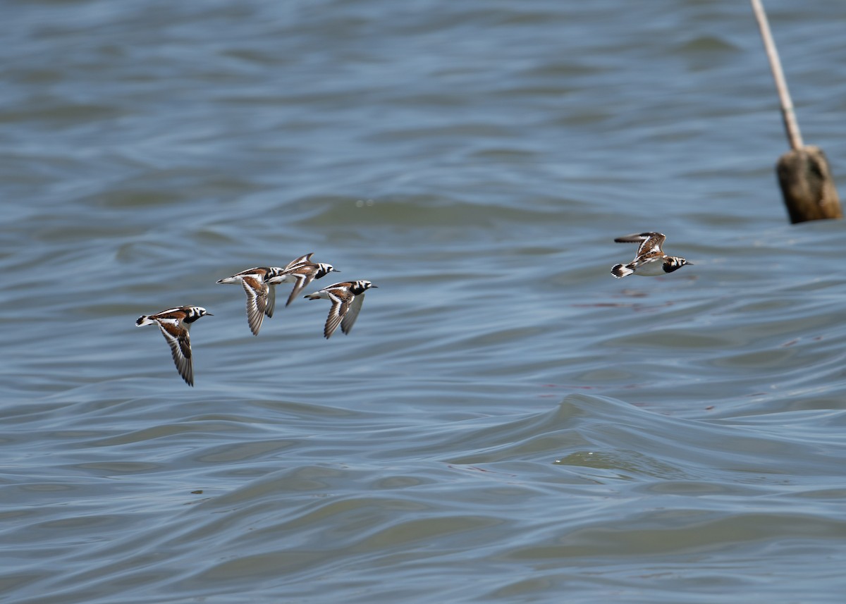 Ruddy Turnstone - Sheila and Ed Bremer